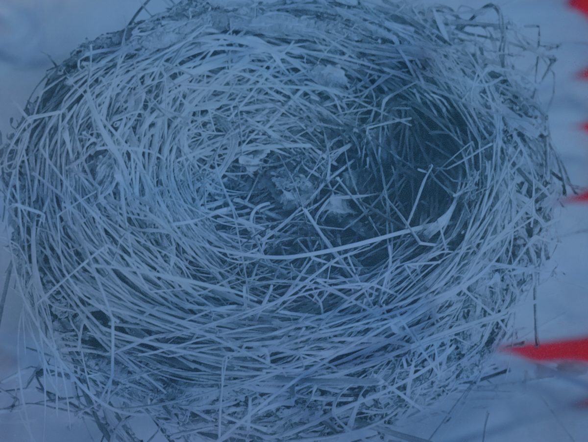 002_birds-nest_