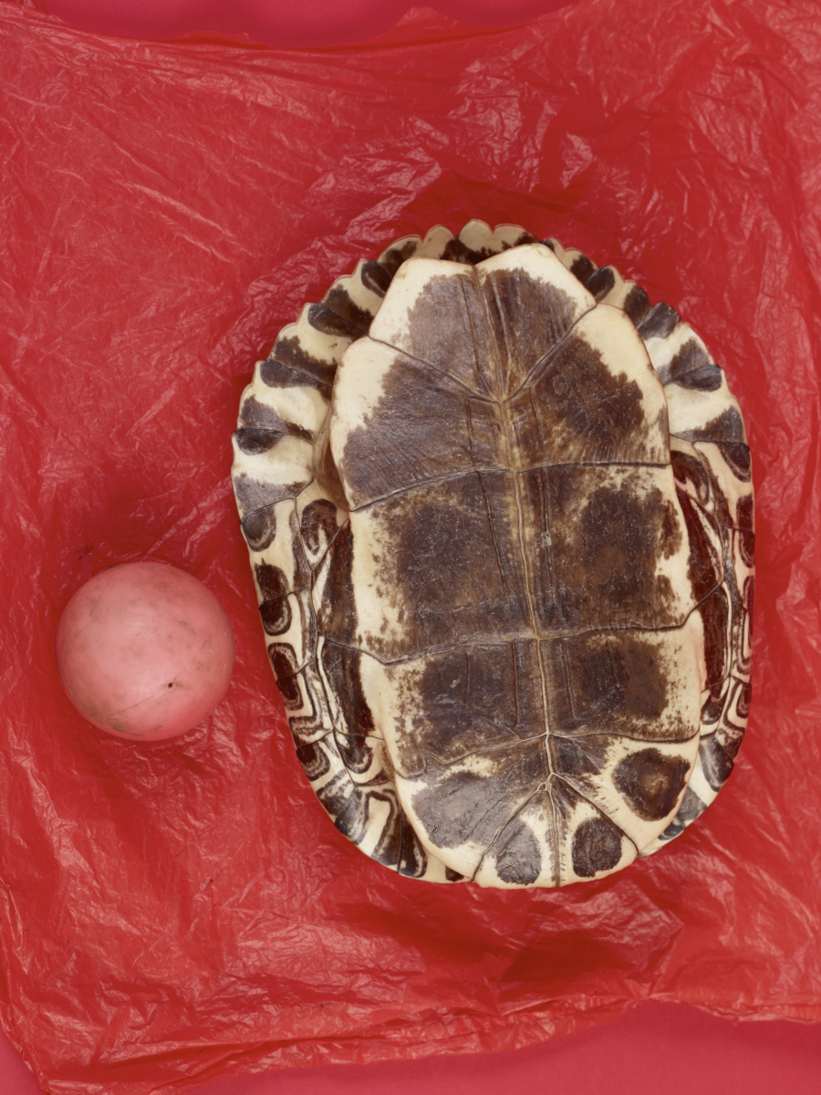 003_-tortoise-shell_40x30