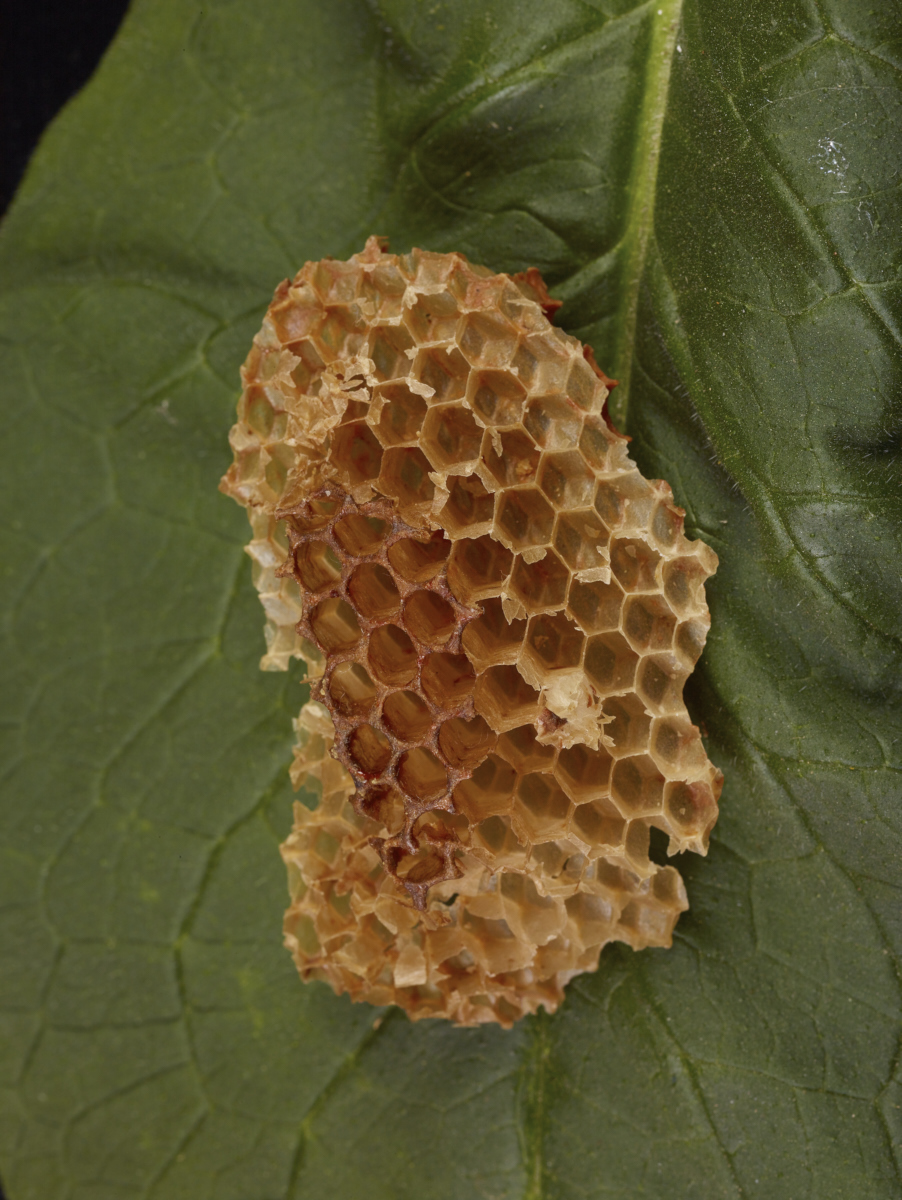 015_-honeycomb-on-leaf_